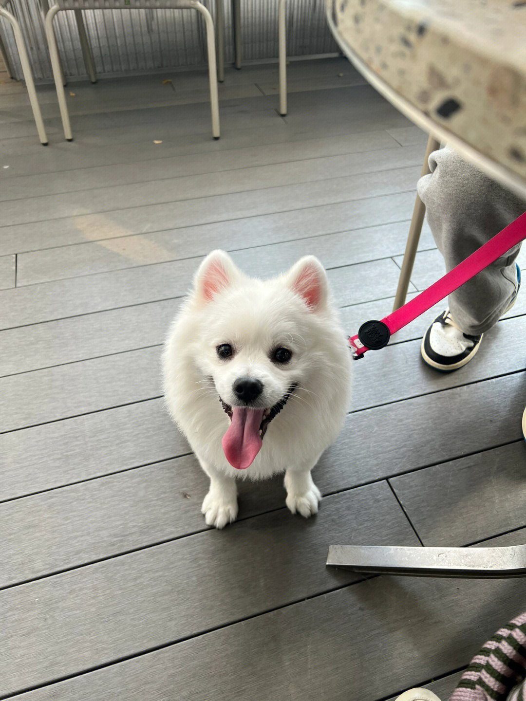 小狗狗博美