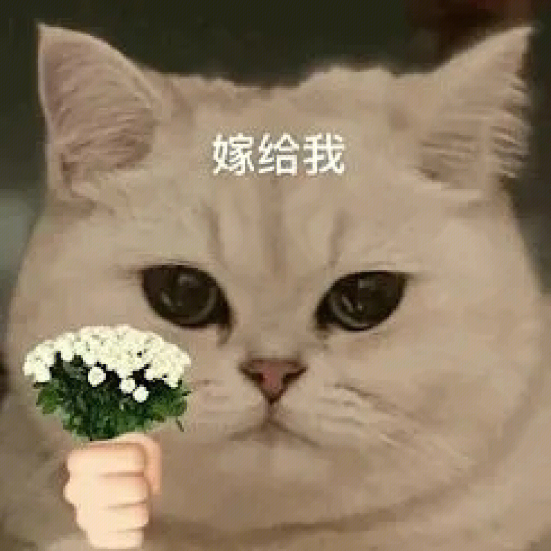 小猫咪表情包