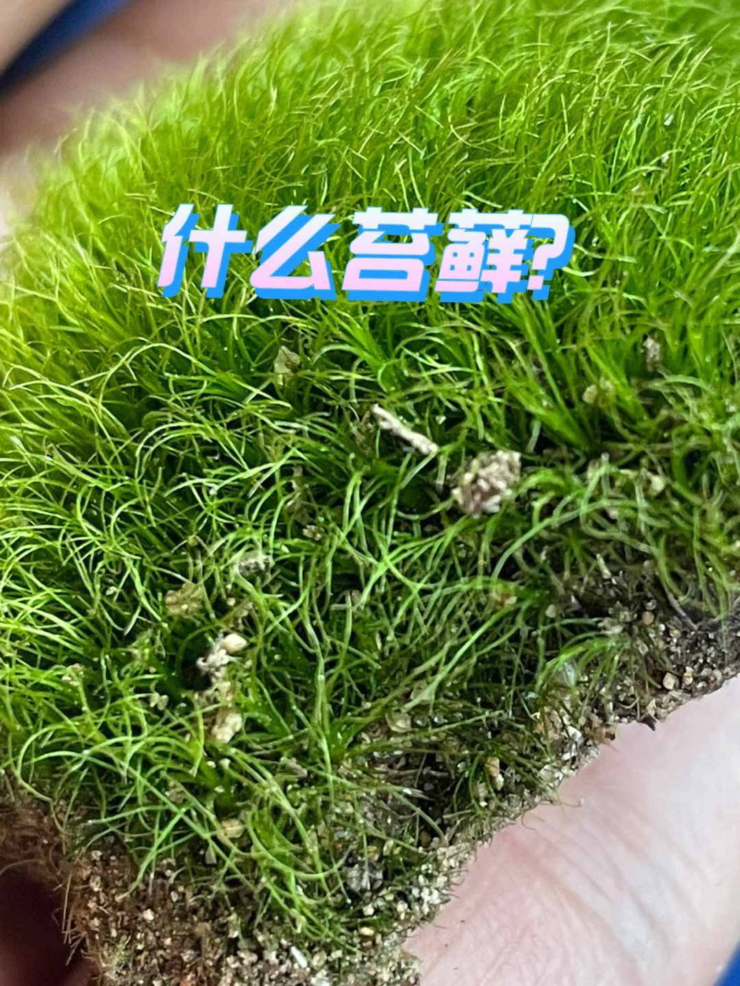 苔藓的种类与辨别图片图片