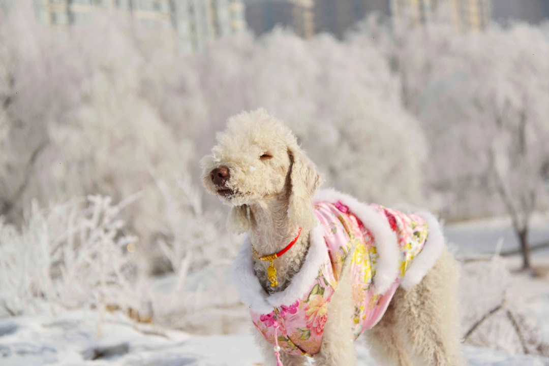 贝灵顿的立冬初雪