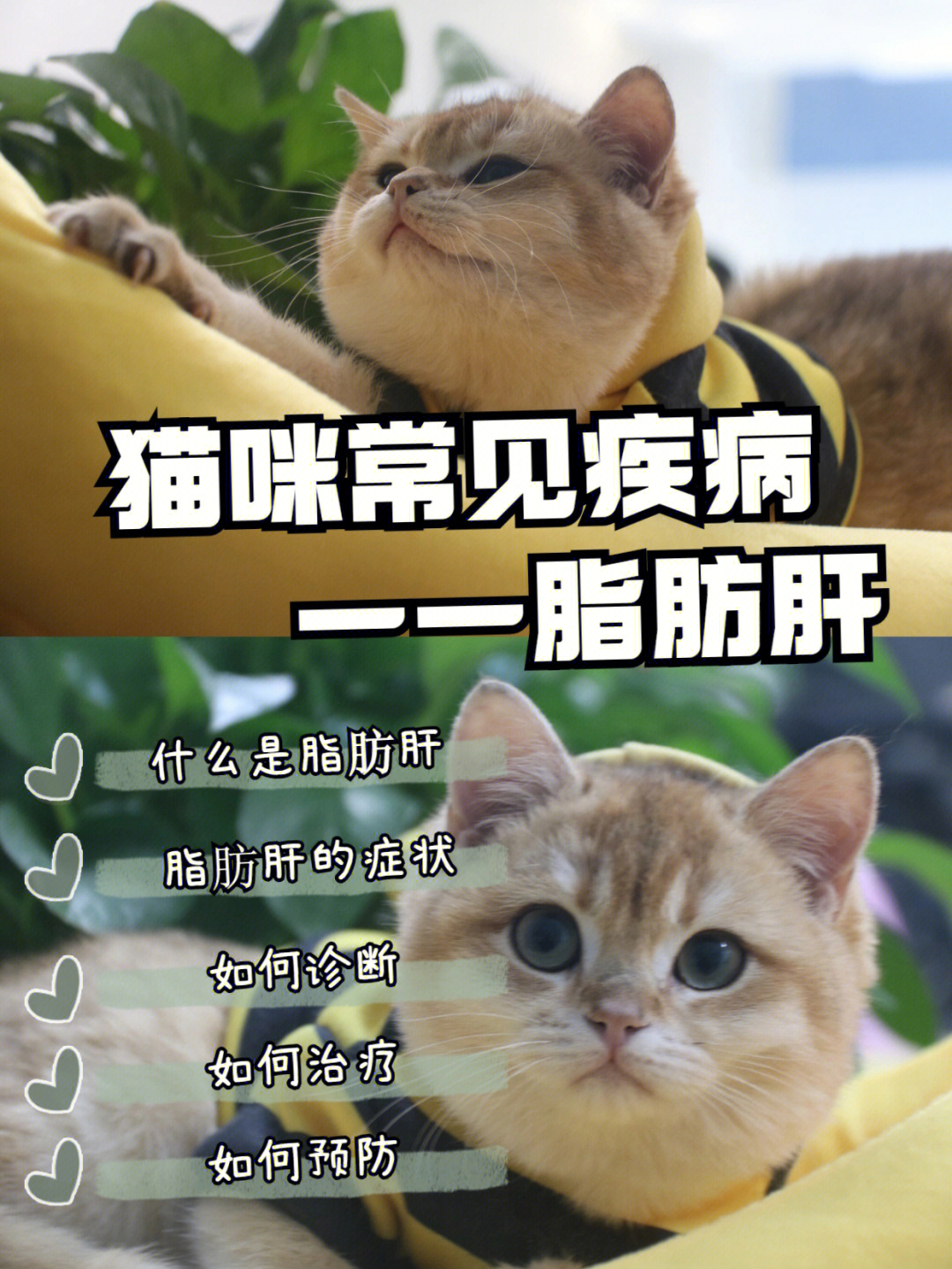 新手养猫猫咪常见疾病脂肪肝篇