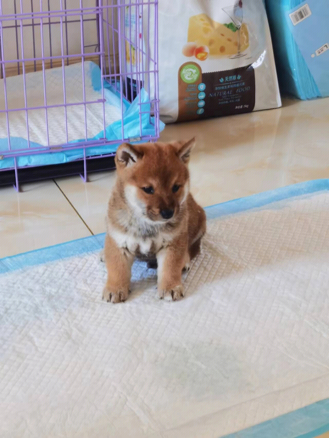 柴犬和土狗的杂交图片