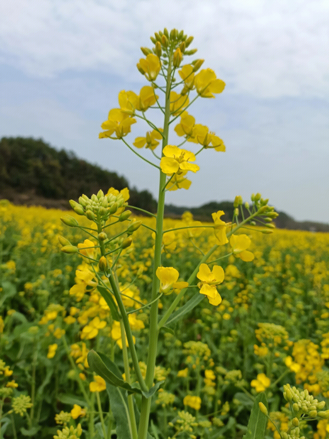 油菜花的季节你去赏了吗