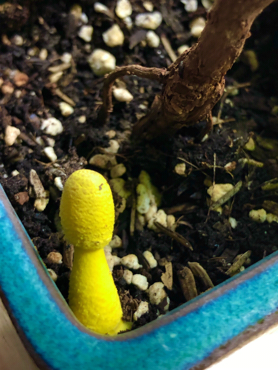 黄伞黄杆的蘑菇图片