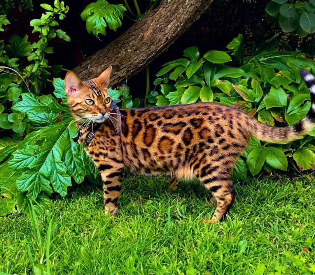 石豹猫图片图片