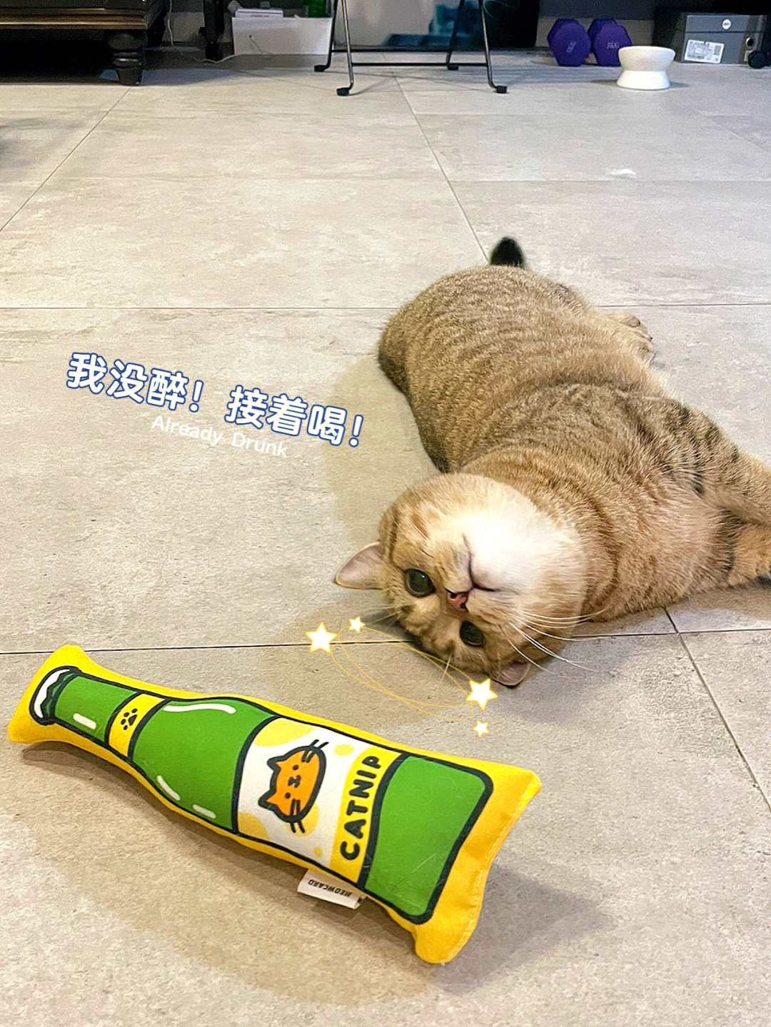 小猫咪醉酒第一现场