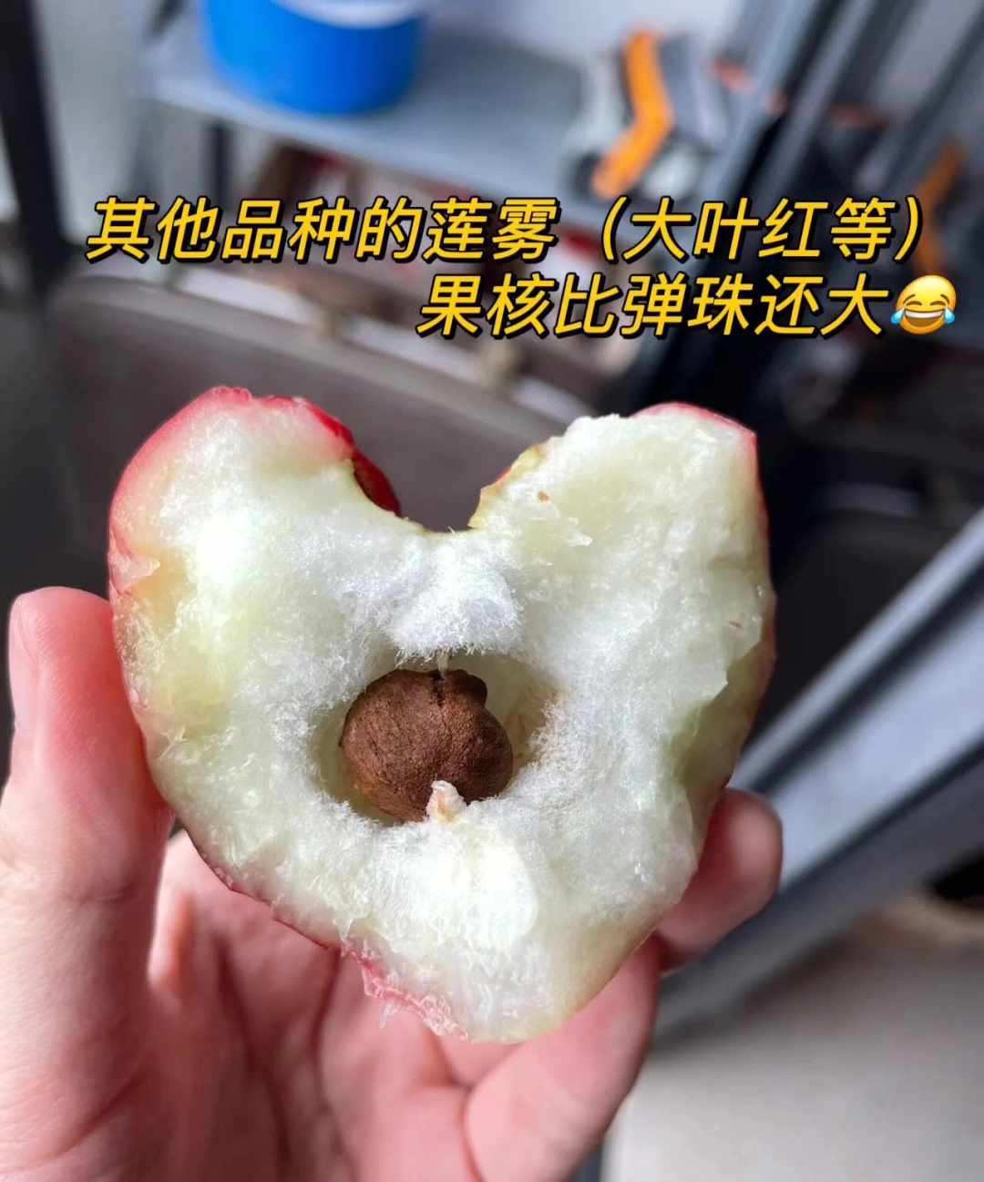 莲雾中间的黑果核图片