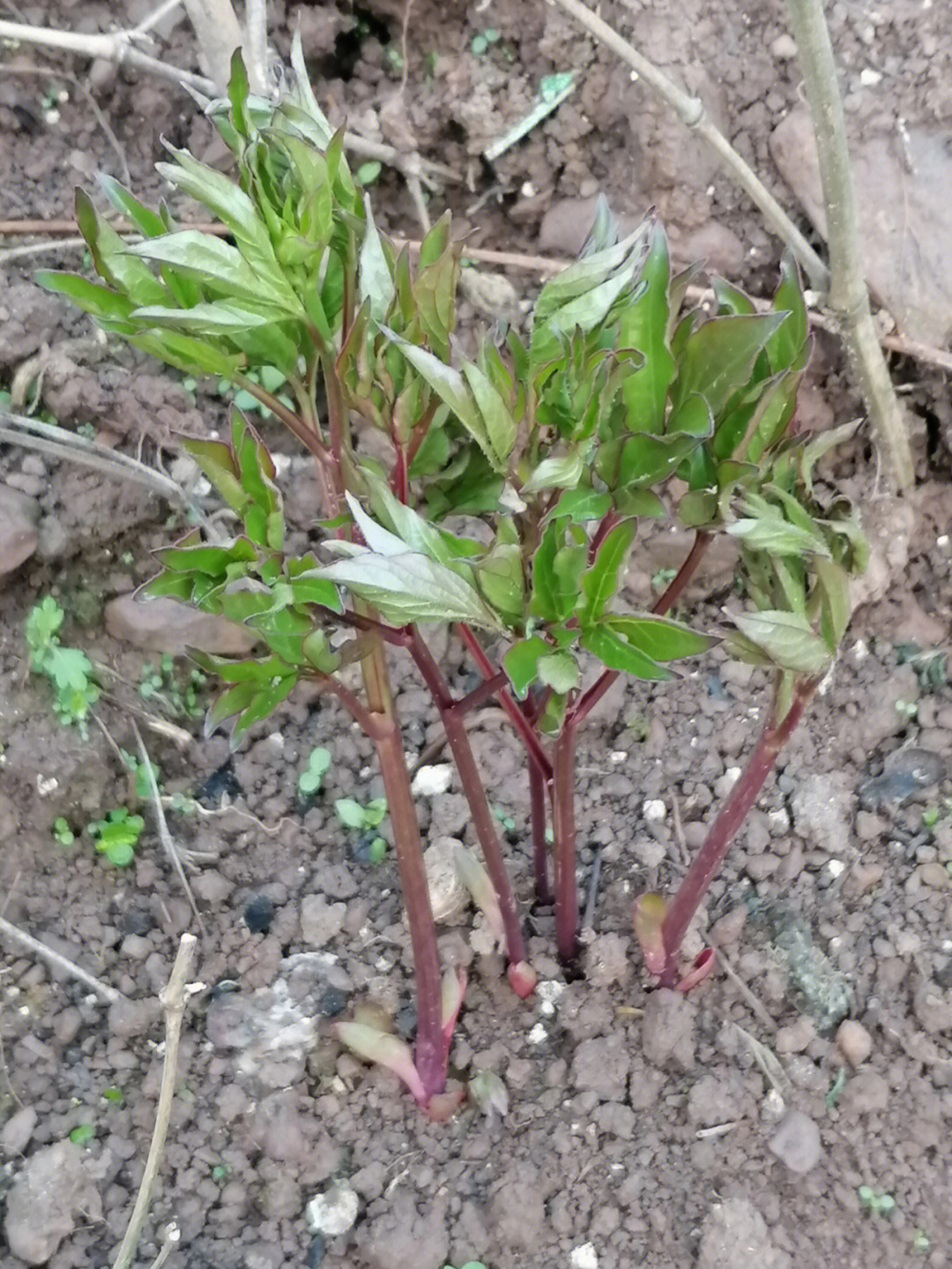 芍药花的生长过程图片