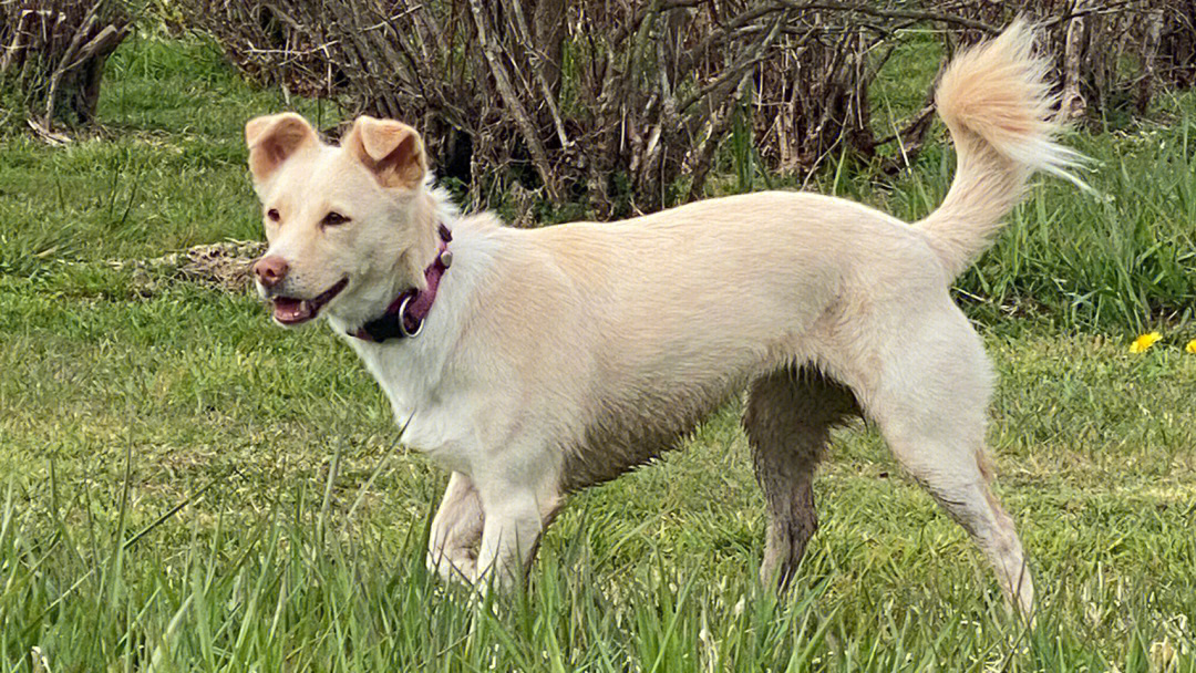 中华田园犬来福