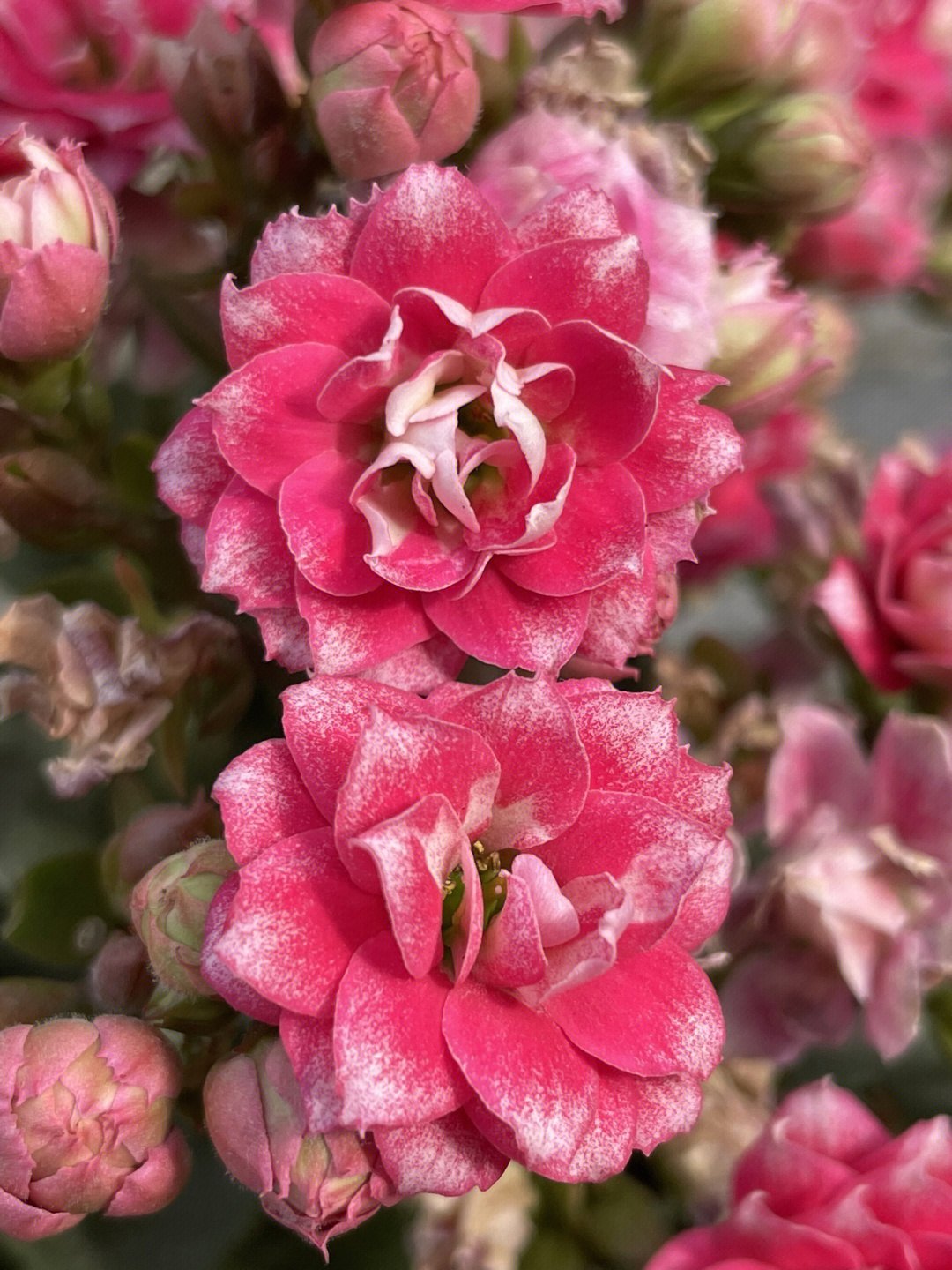 长寿花红粉菲菲图片图片