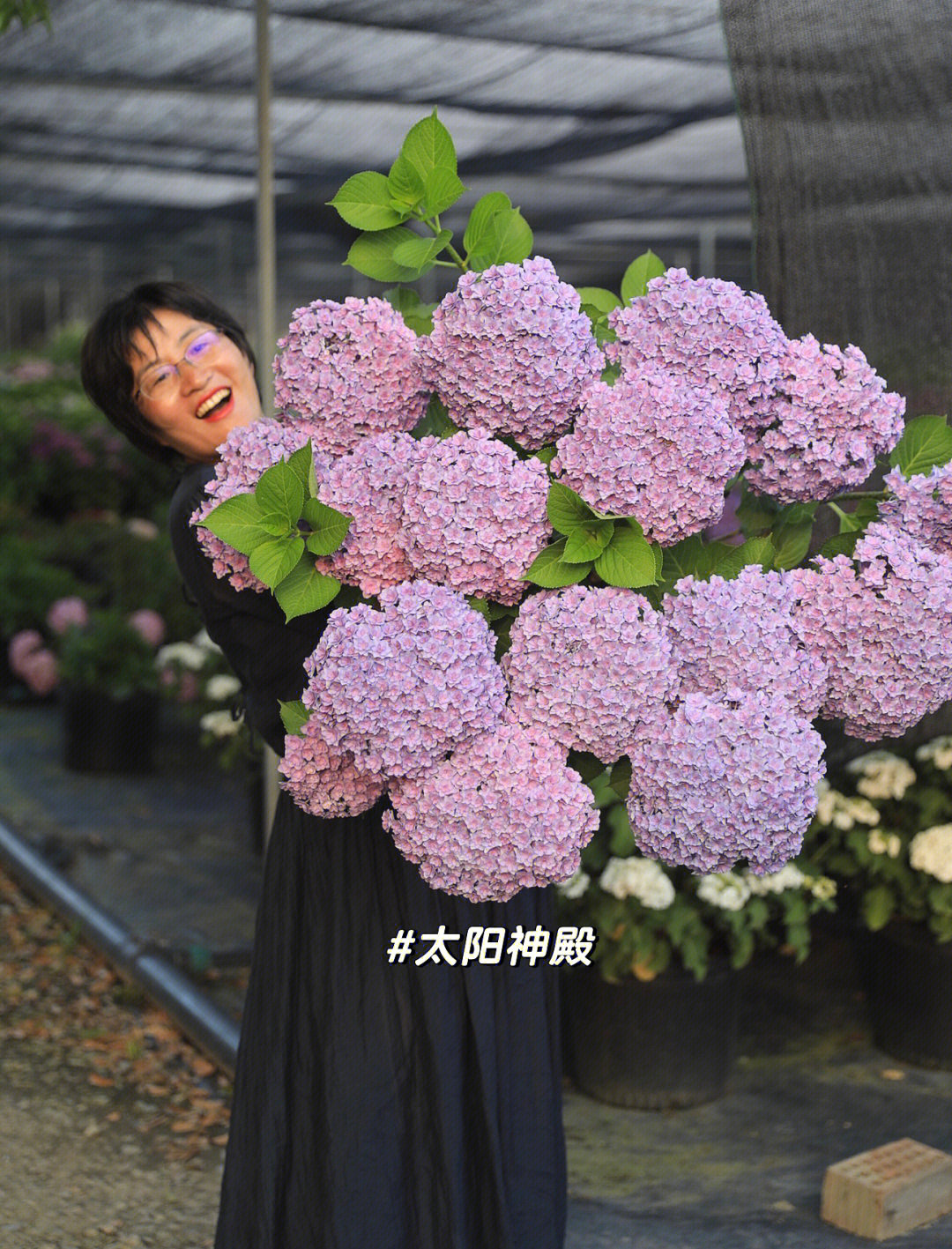 小丑绣球花优缺点图片