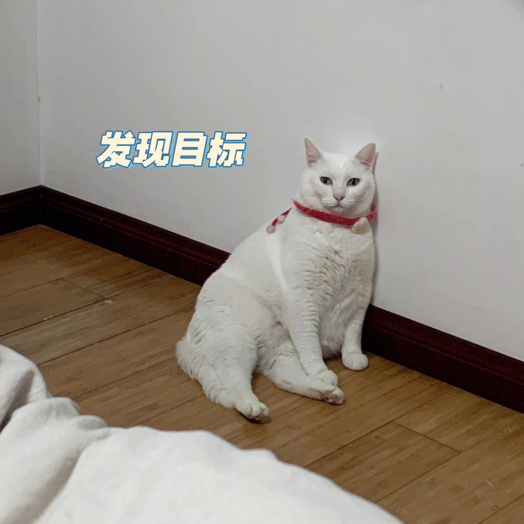 猫咪拿枪保护小鱼干图片