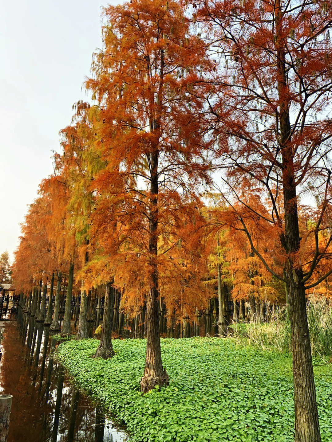 周末去哪儿玩青西郊野公园