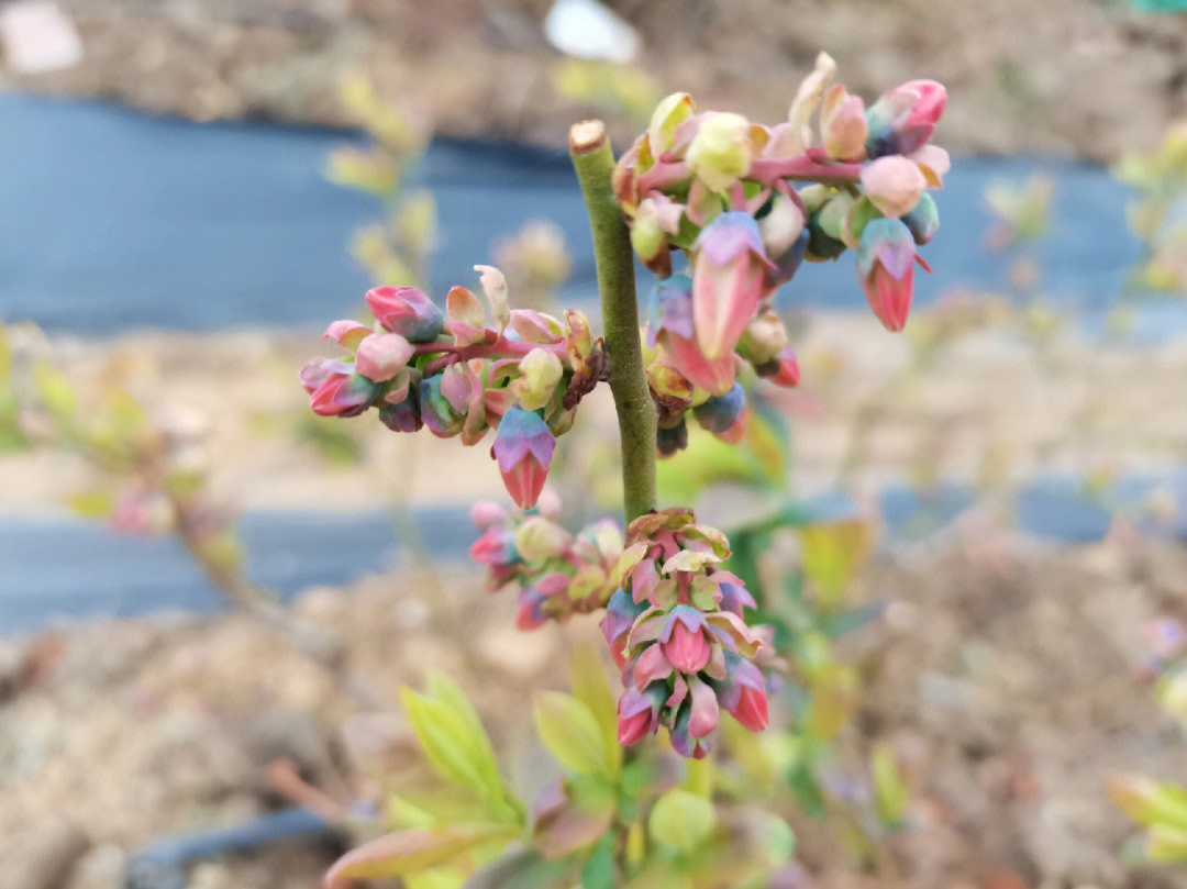 你家的蓝莓树开了多少花