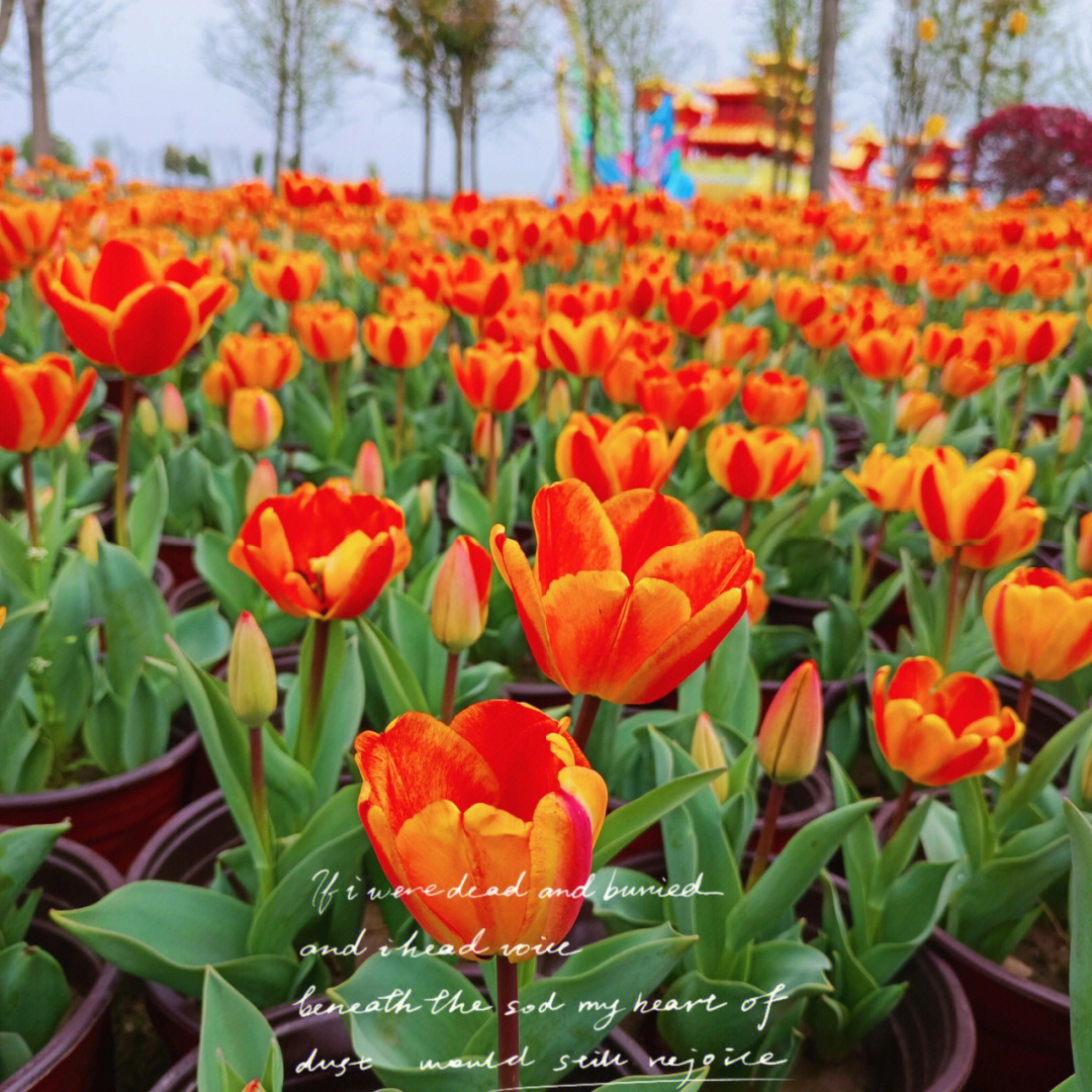 汝南郁金香花海图片