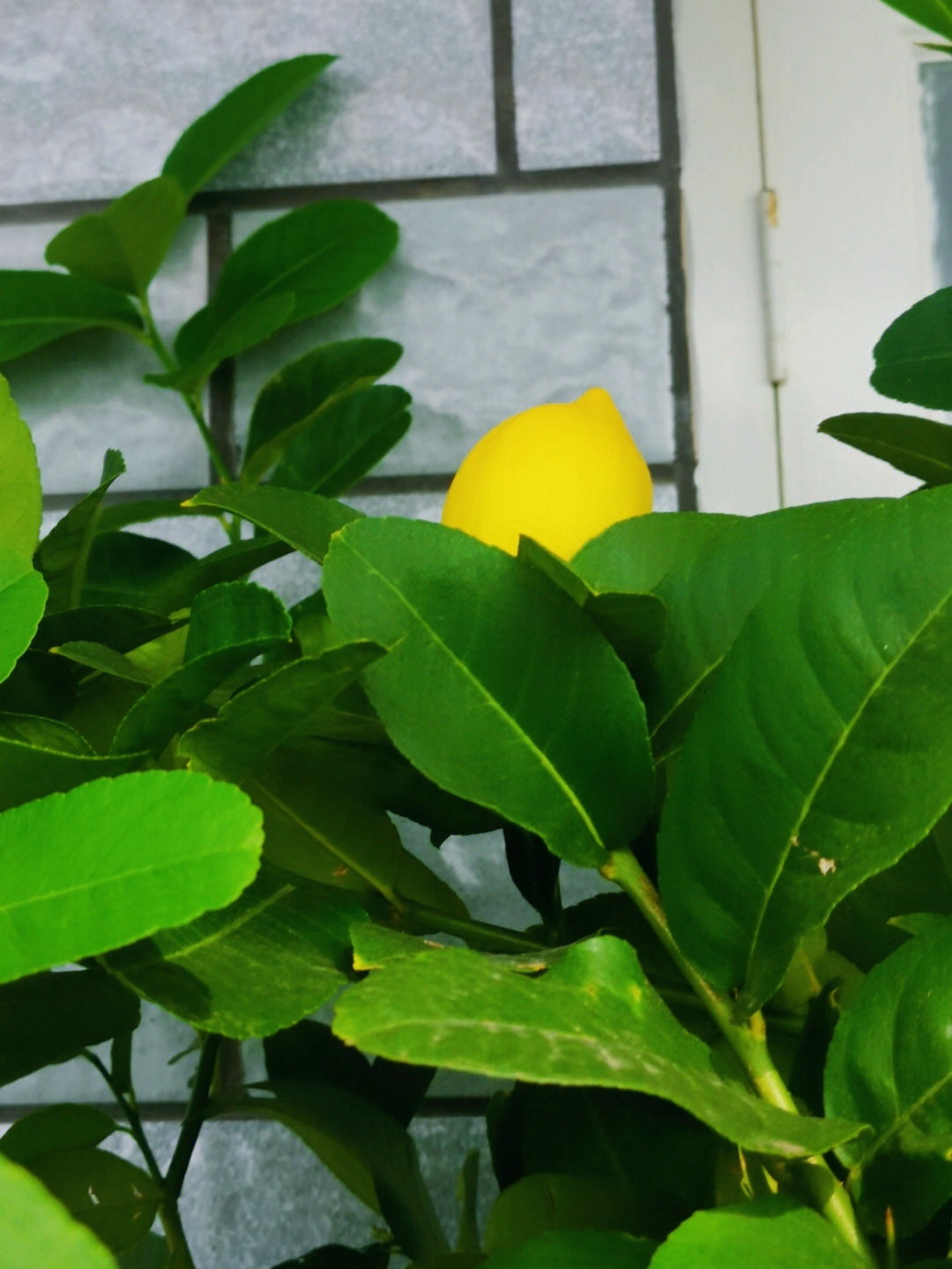柠檬树从花到果