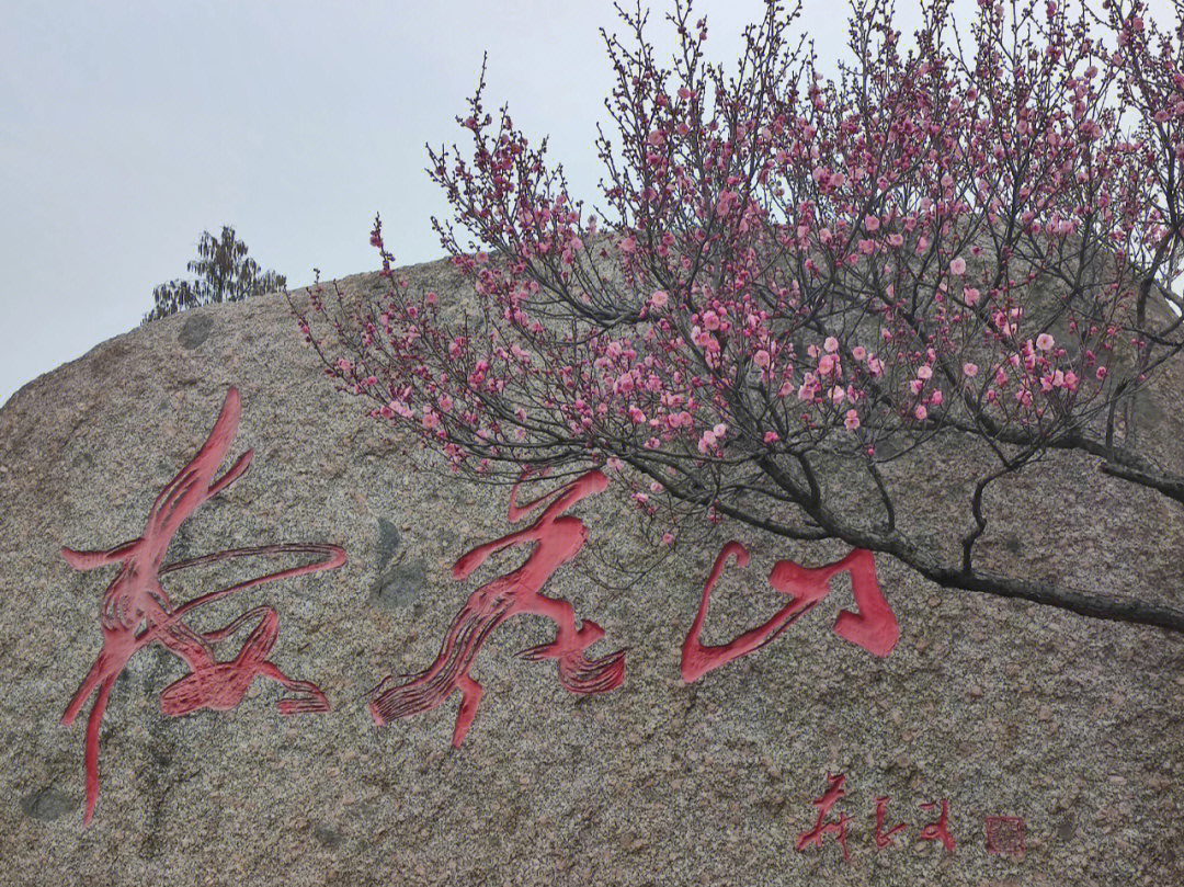 南京梅花山的梅花节开幕啦