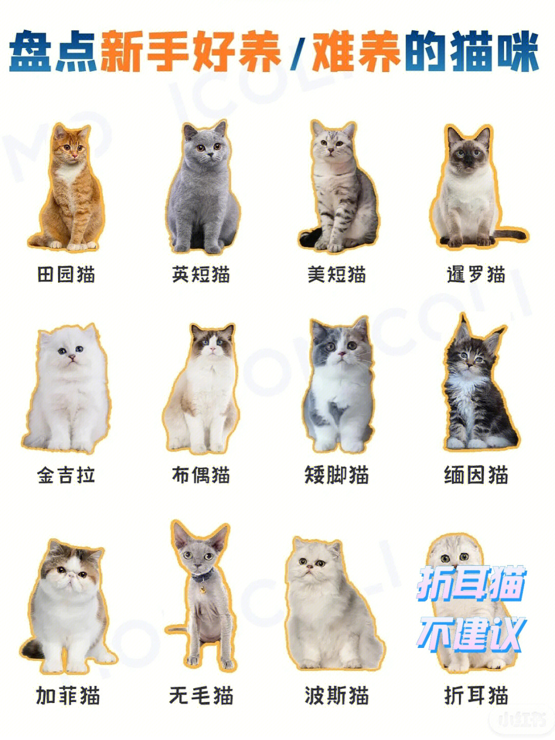 扫一扫猫咪品种图片