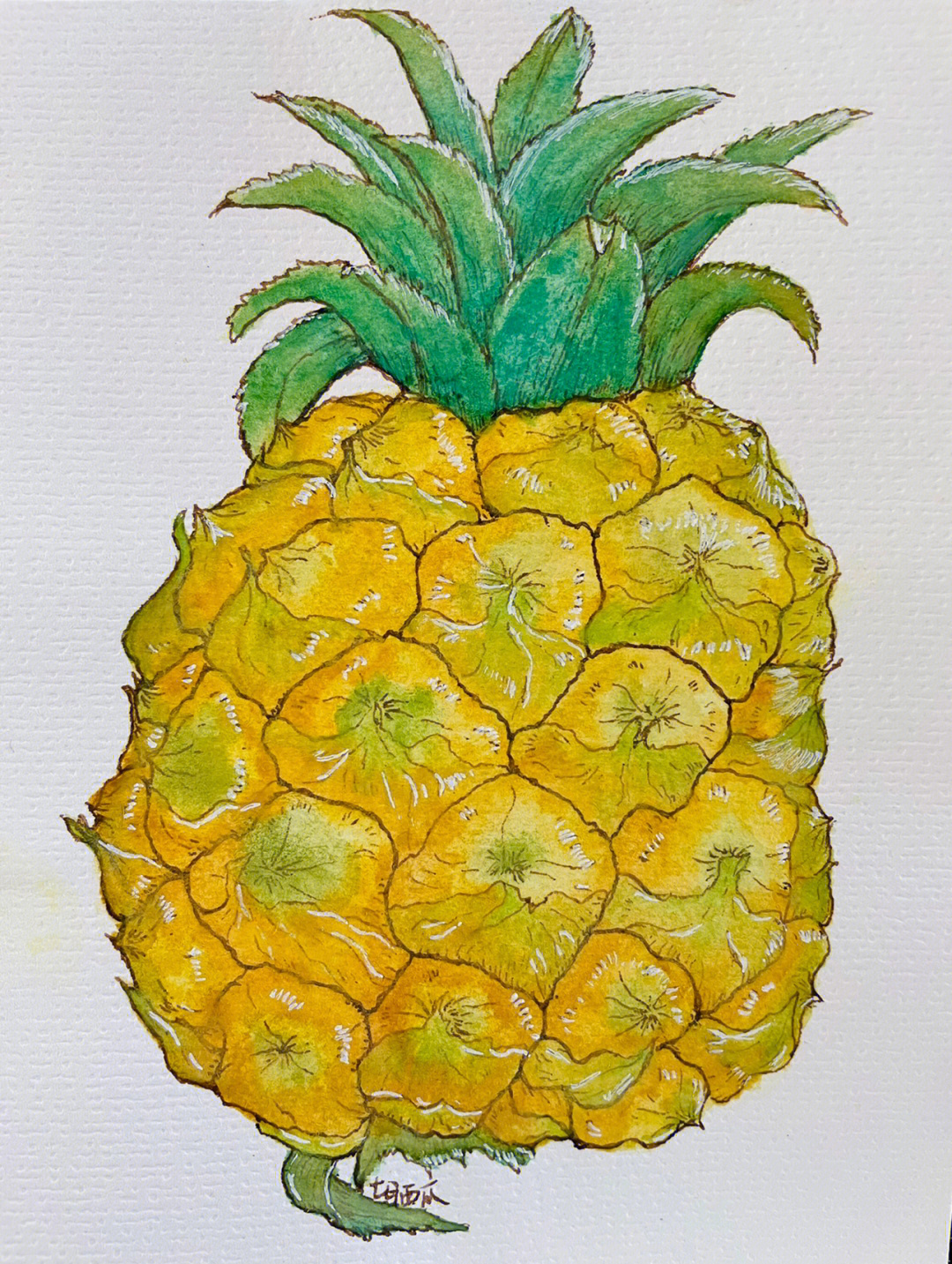 菠萝绘画作品图片