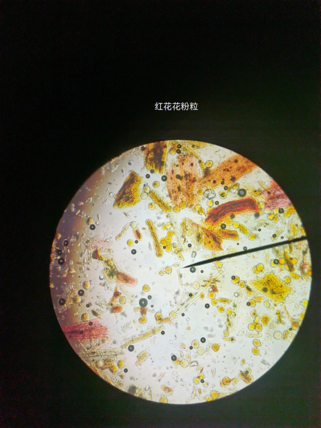 红花显微镜粉末鉴别图片