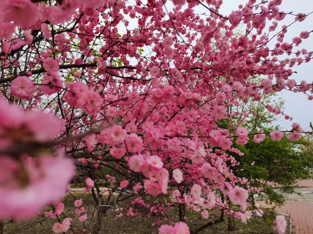 临夏市第三中学校花图片