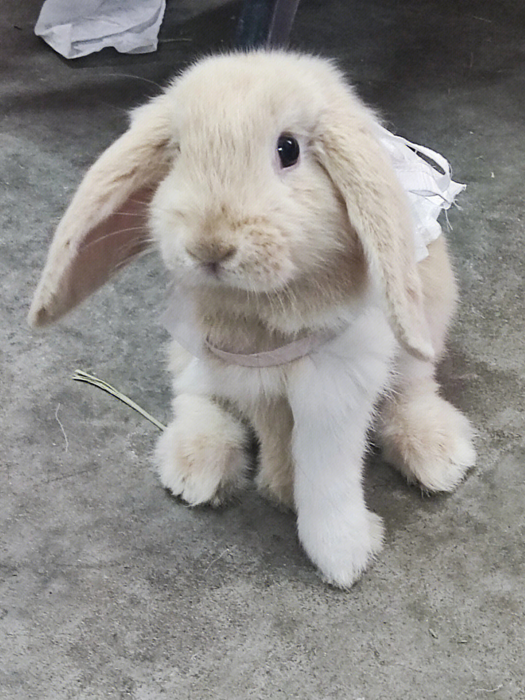 三个月的胖兔兔