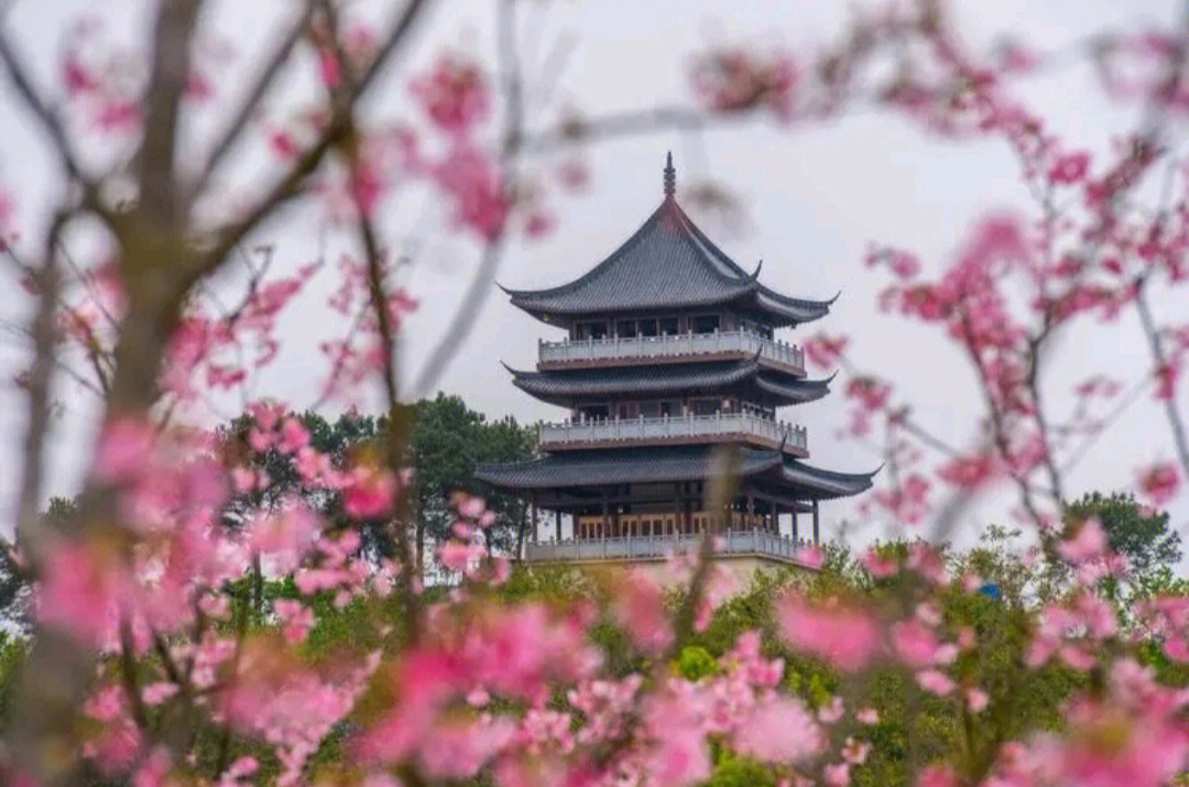 青秀山桃花岛简介图片