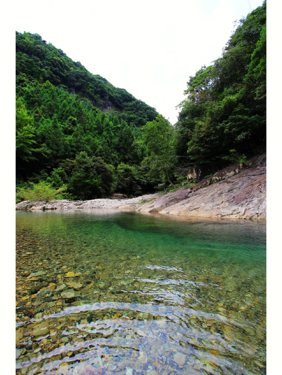 台州淡竹