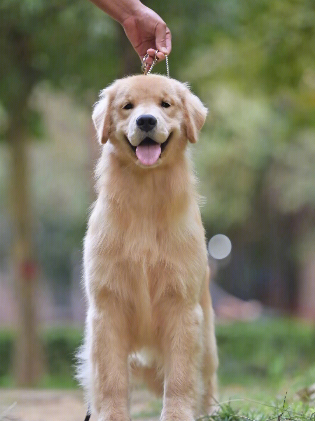 德国牧羊犬奎托斯图片