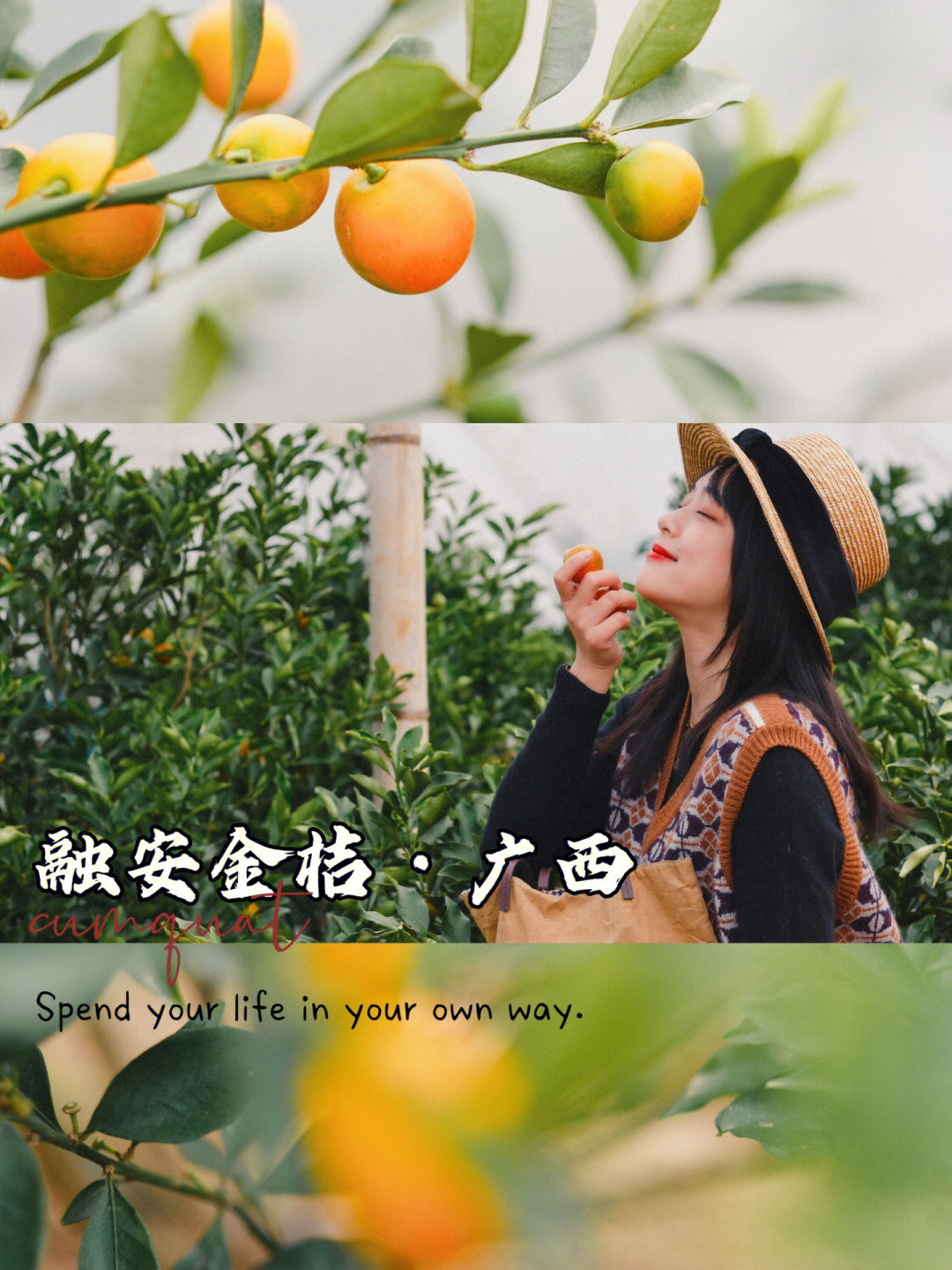 融安的金桔是金桔天花板吧太好吃了