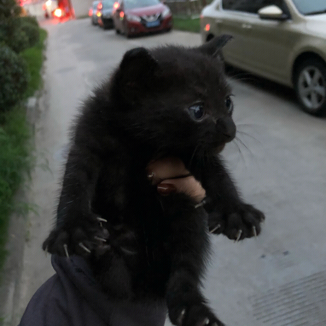 猫咪领养 小区的流浪猫生的崽崽 一共4只 三只如图 另外一只也是黄色