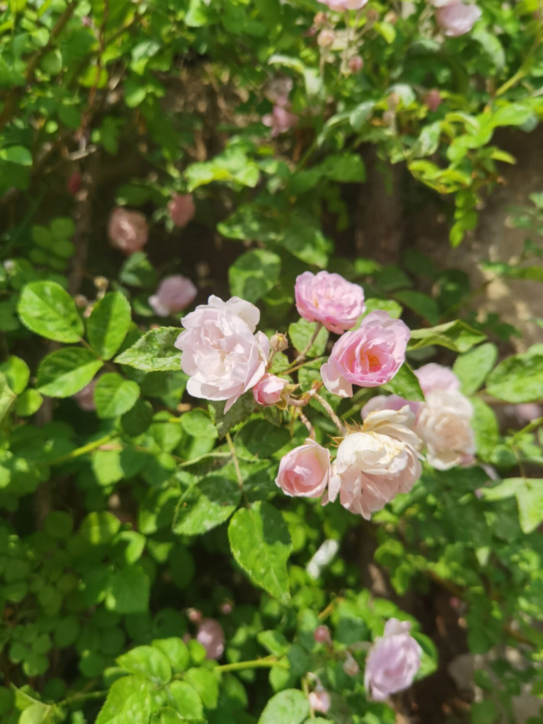 有情芍药含春泪无力蔷薇卧晓枝