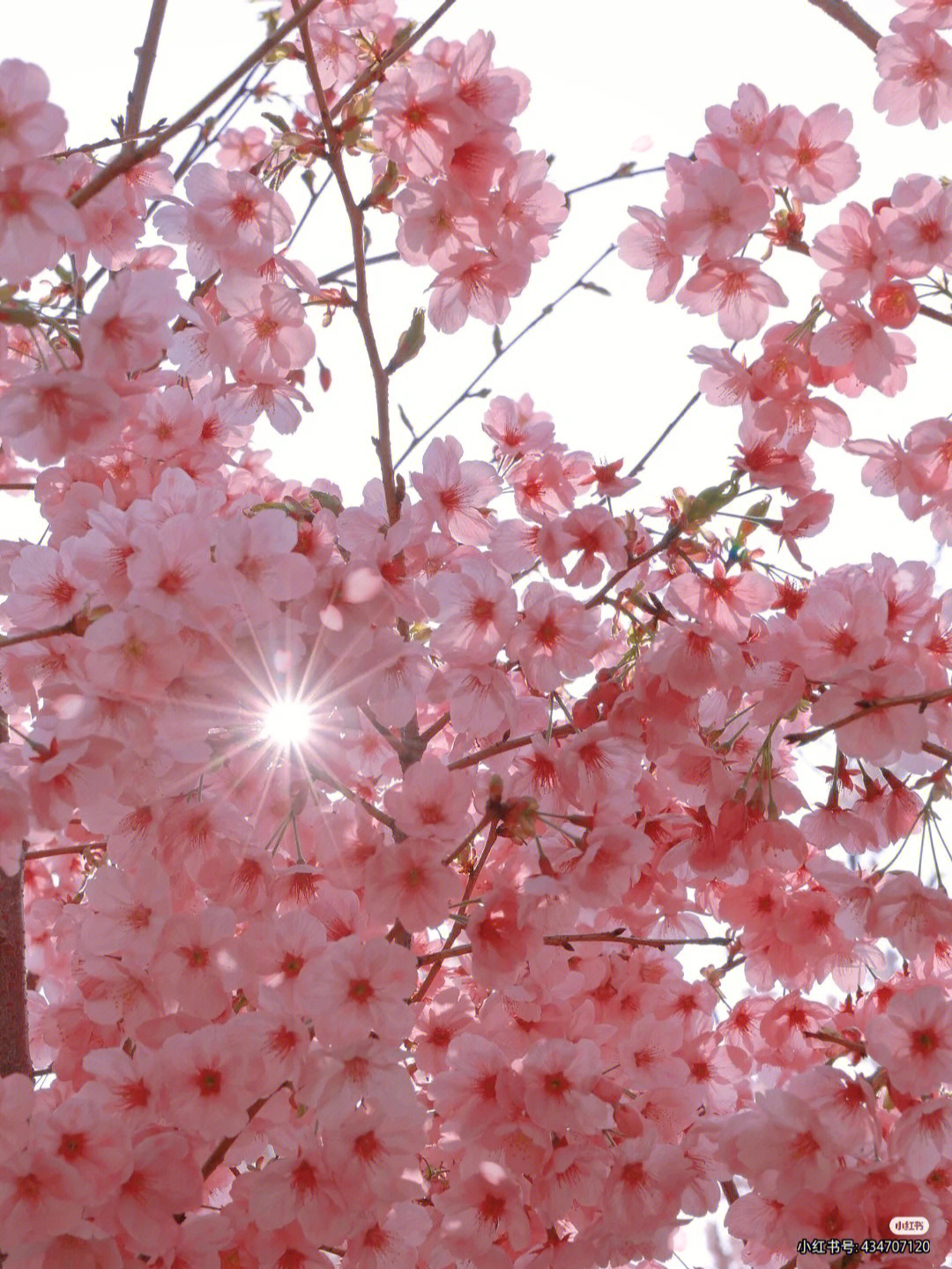 樱花的样子描写唯美图片