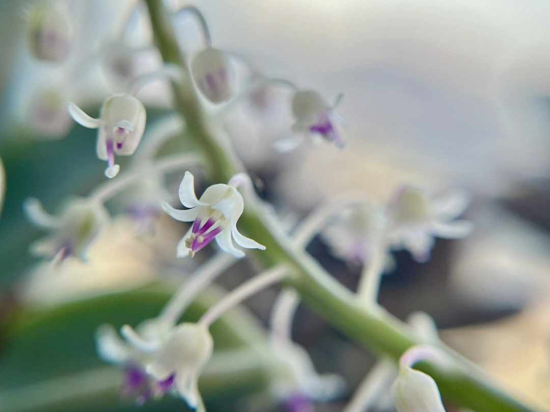 阔叶油点百合开花图片图片