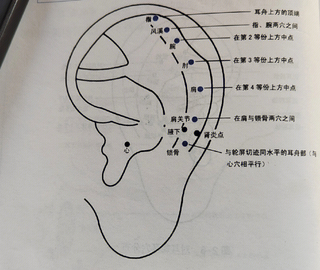 【耳舟】在耳穴中相当于人体的上肢,在对耳轮与耳轮之间的凹槽部分即