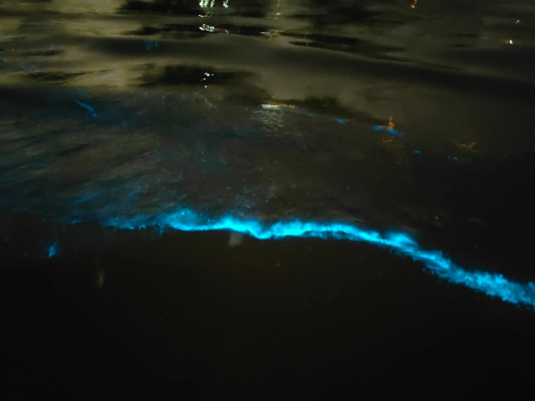 海萤和夜光藻图片