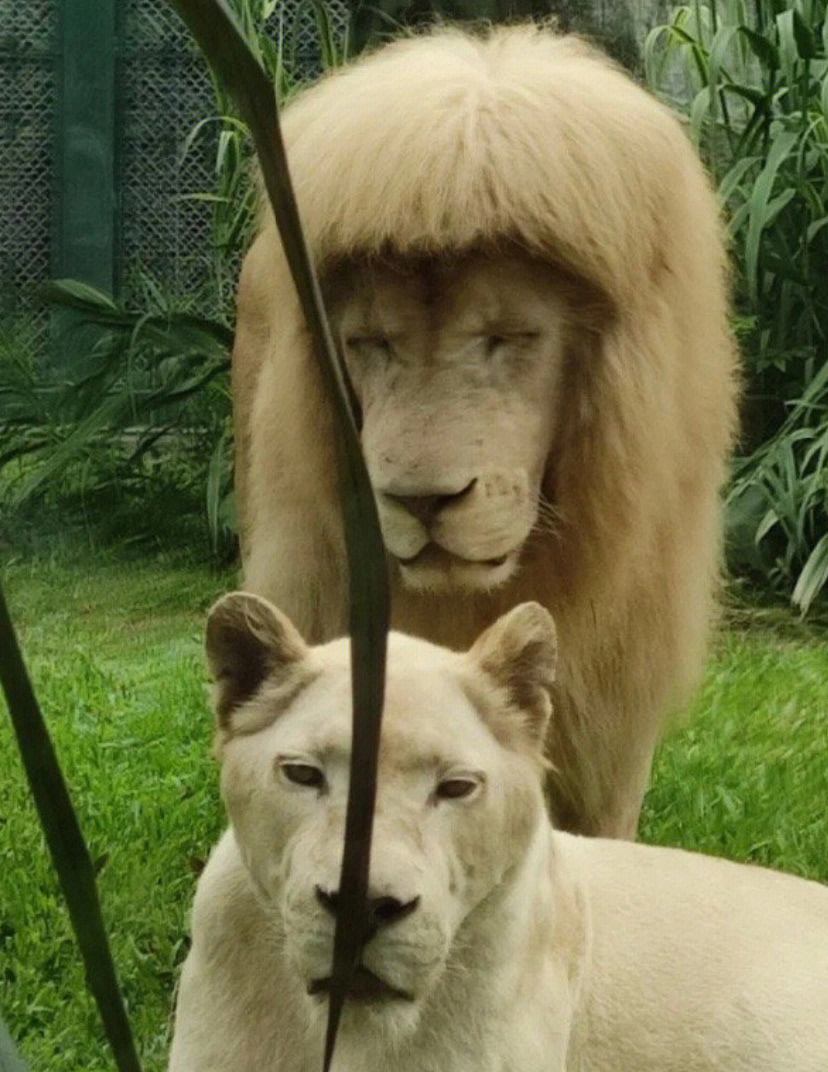 动物园给狮子剪的头发哈哈哈哈