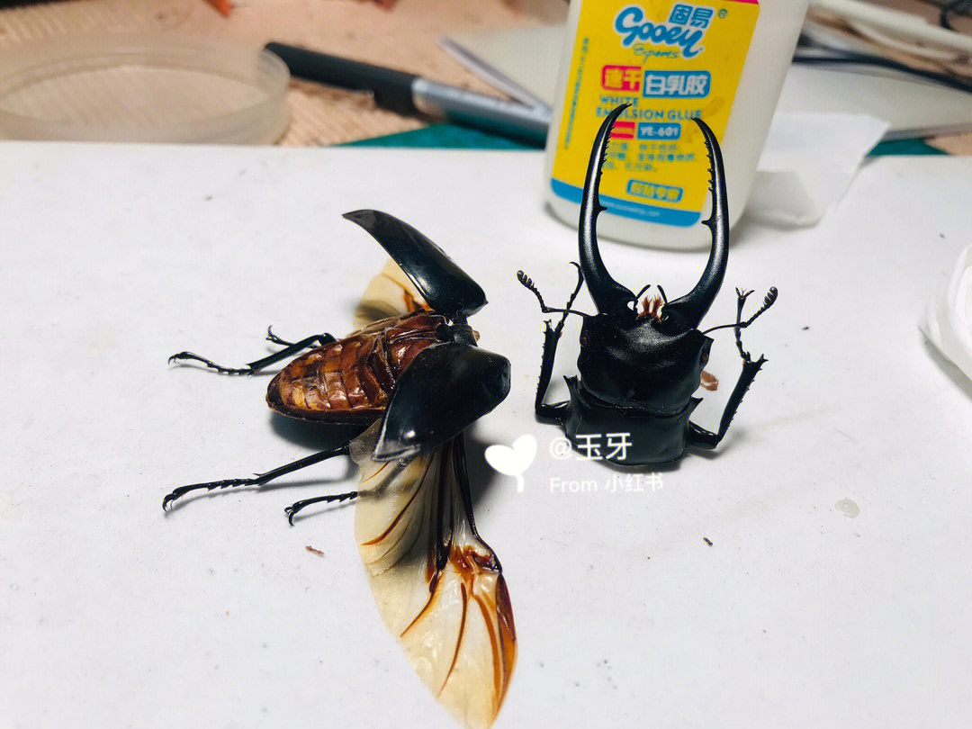 野生锹甲虫多少一只图片