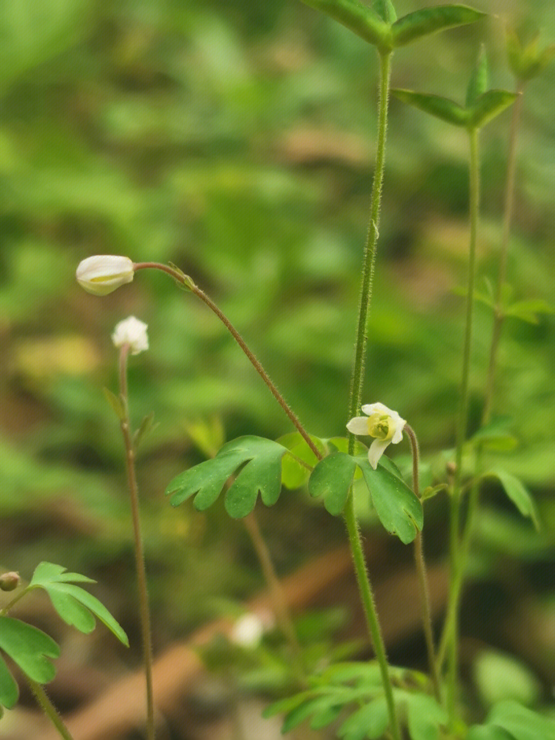 地菜的花语图片