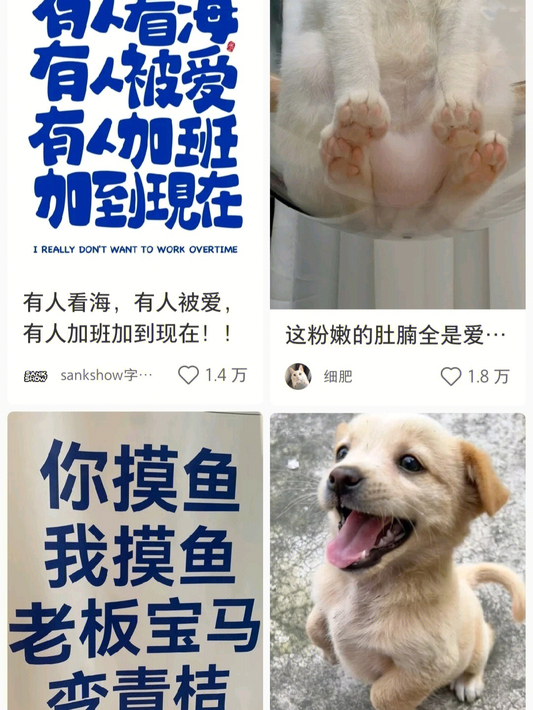 一猫一狗还能摸鱼这是我的理想生活