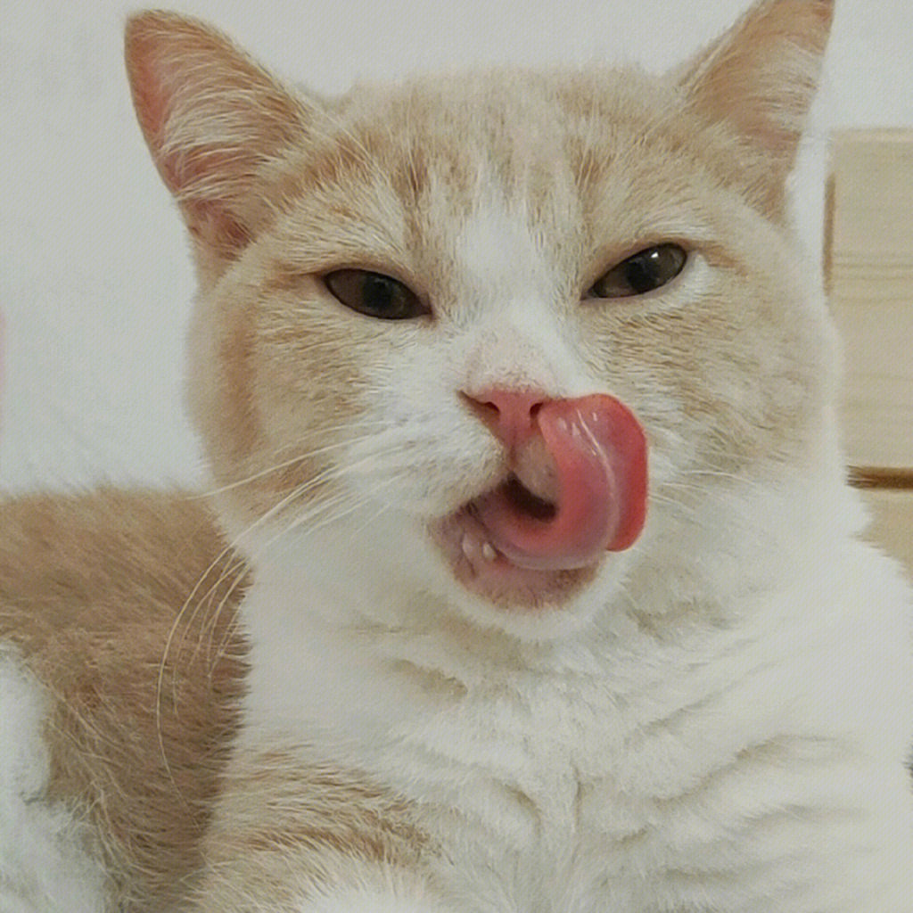 猫猫舔嘴唇篇
