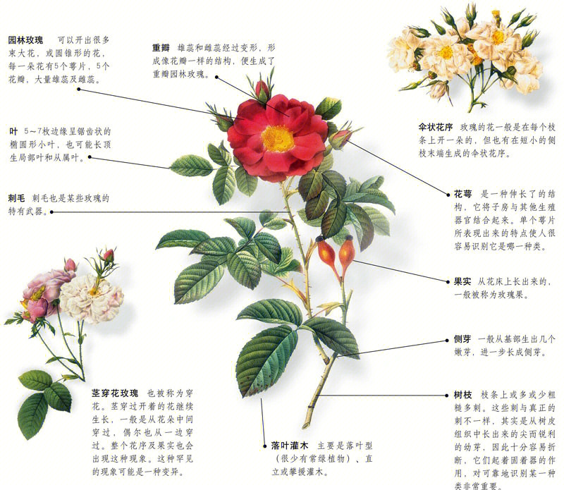 玫瑰花的生长变化图片