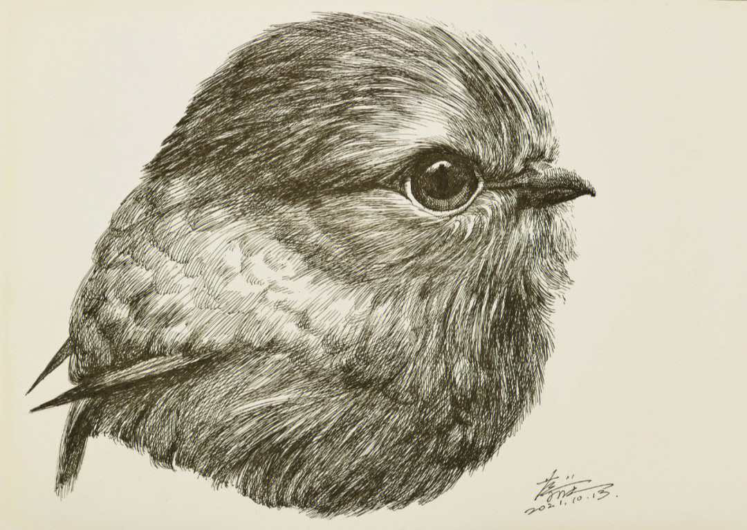 钢笔画小毛球鸟