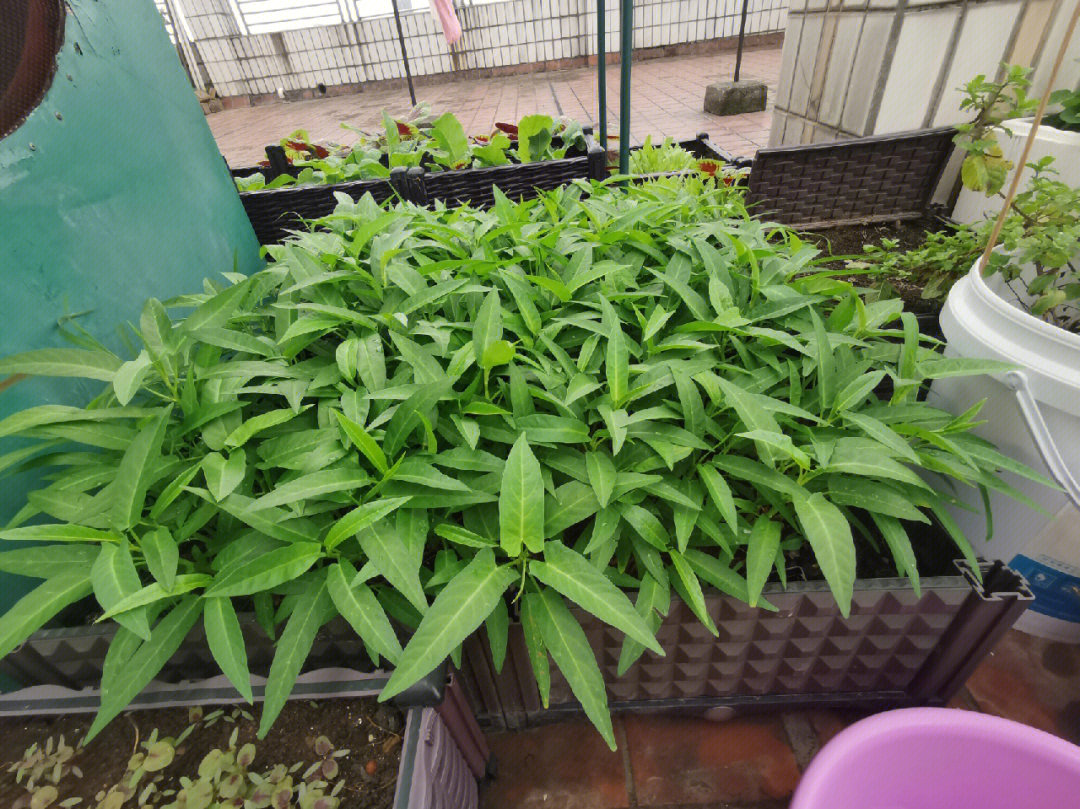 藤藤菜种植技术图片