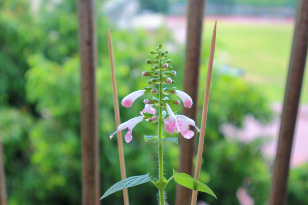 粉钻鼠尾草花语图片