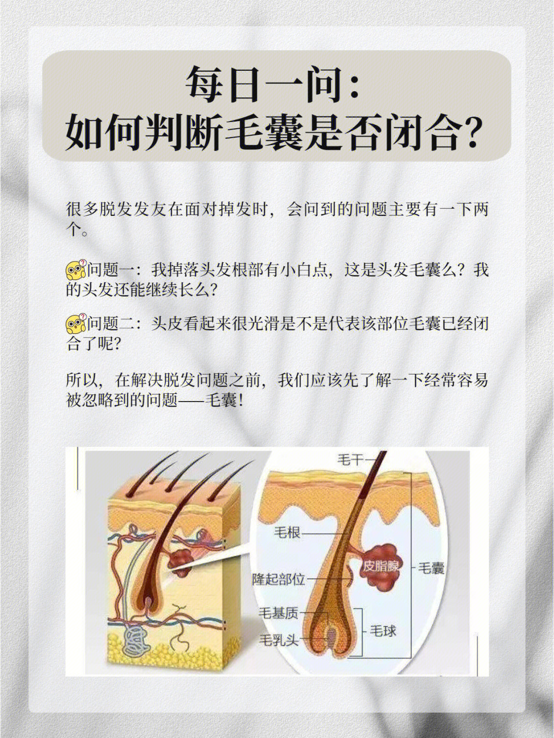 正常头发毛囊图片