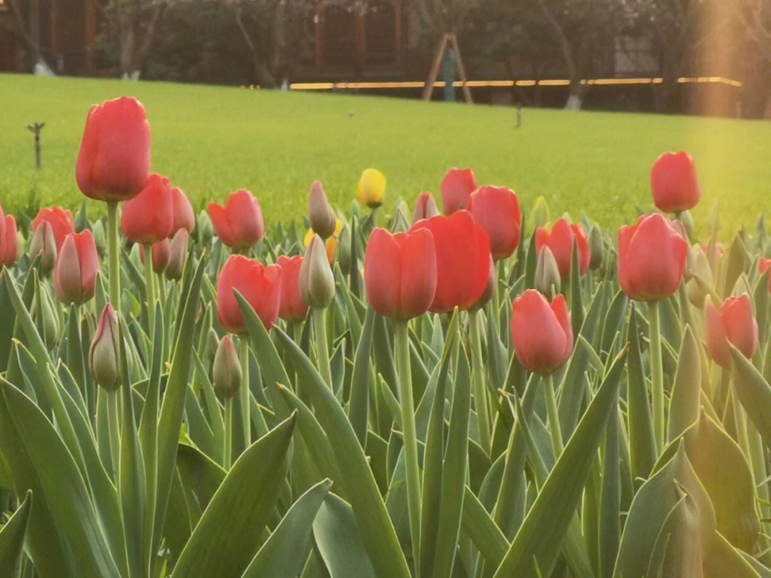 杭州太子湾的郁金香花海