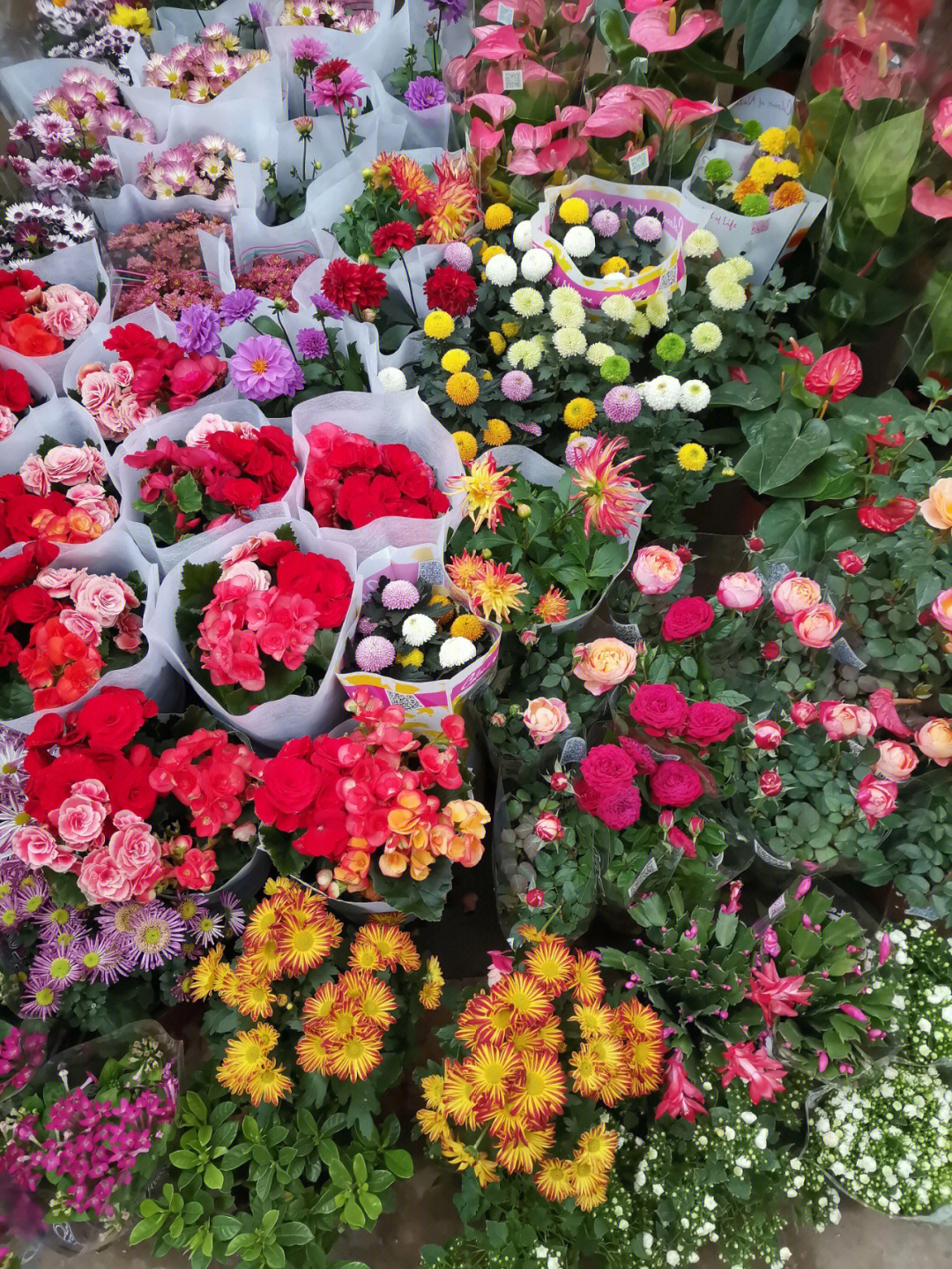 西安花卉市场最大图片