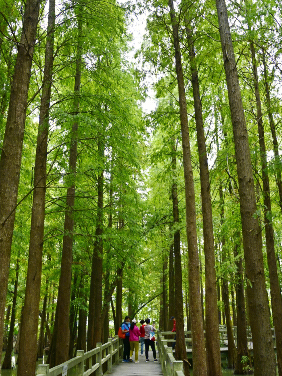贵州岩杉树图片图片
