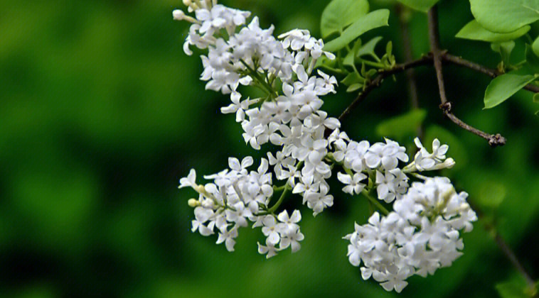 诗词里的丁香花